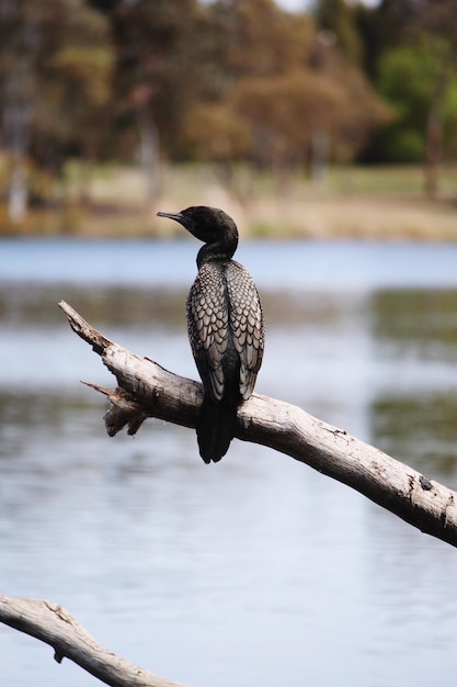 Un oiseau perché sur un lac