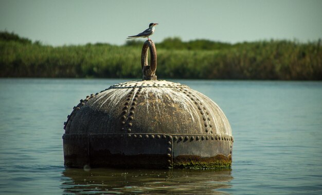 Un oiseau perché sur un lac