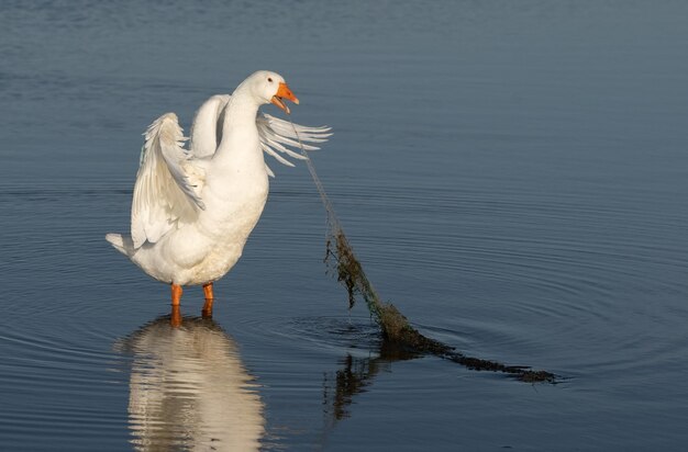 Photo un oiseau perché sur un lac