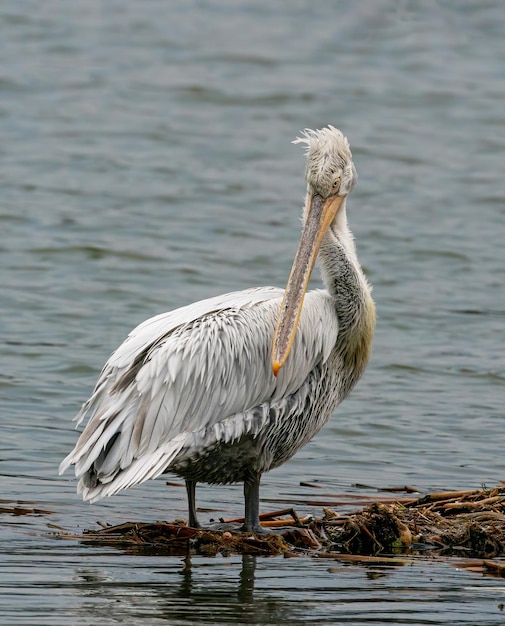 Photo un oiseau perché sur un lac