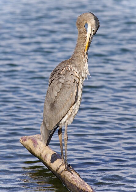 Photo un oiseau perché sur un lac