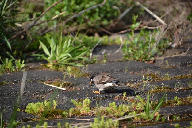 Un oiseau perché sur un lac