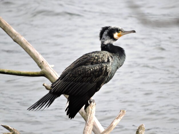 Photo un oiseau perché sur un lac