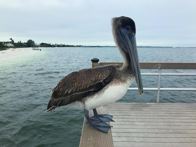 Photo un oiseau perché sur la mer contre le ciel