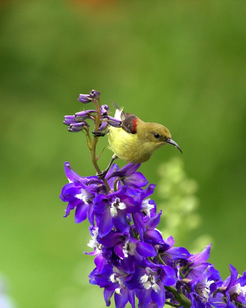 Un oiseau perché sur une plante à fleurs violettes