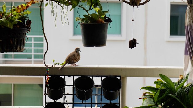 Photo un oiseau perché sur une plante en pot