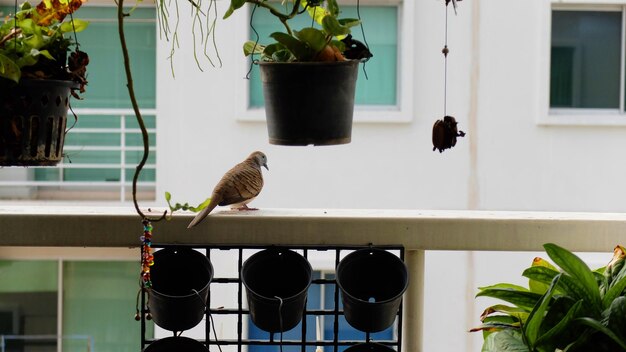 Photo un oiseau perché sur une plante en pot