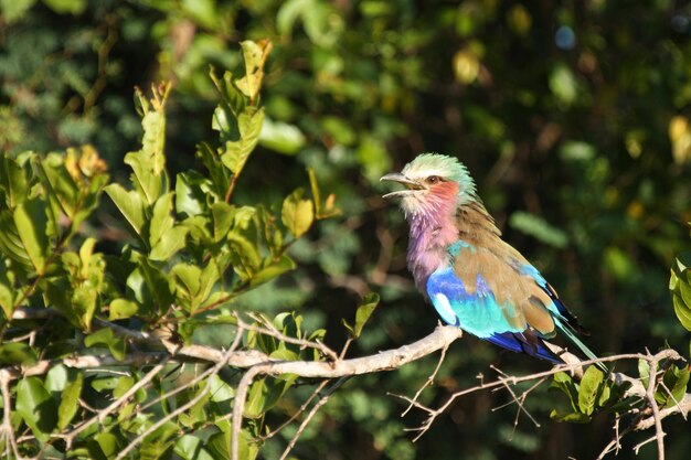 Photo un oiseau perché sur une plante