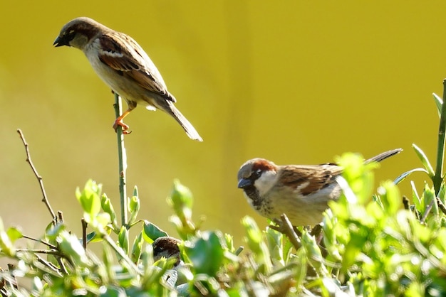 Photo un oiseau perché sur une plante