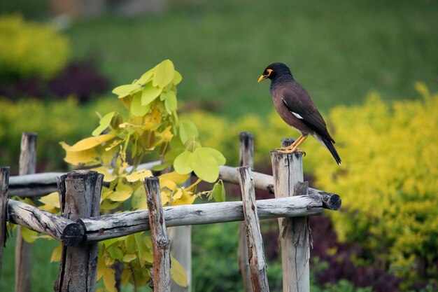 Un oiseau perché sur un poteau de bois