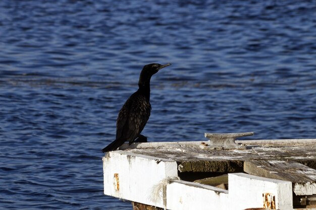 Photo un oiseau perché sur un poteau de bois