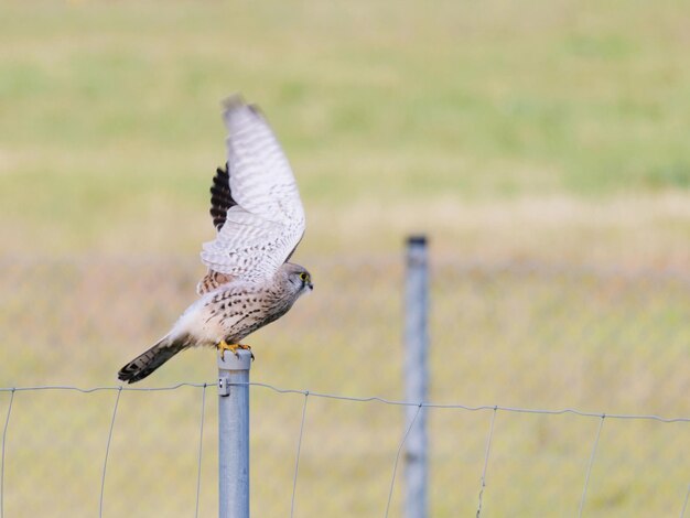 Photo un oiseau perché sur un poteau métallique