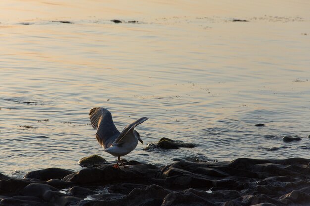 Oiseau perché sur le rivage à la plage