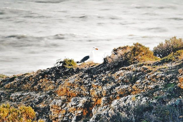 Photo un oiseau perché sur un rocher en mer