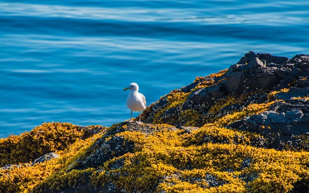 Photo un oiseau perché sur un rocher par la mer contre le ciel