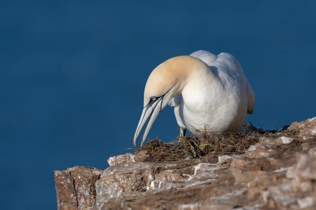 Un oiseau perché sur un rocher