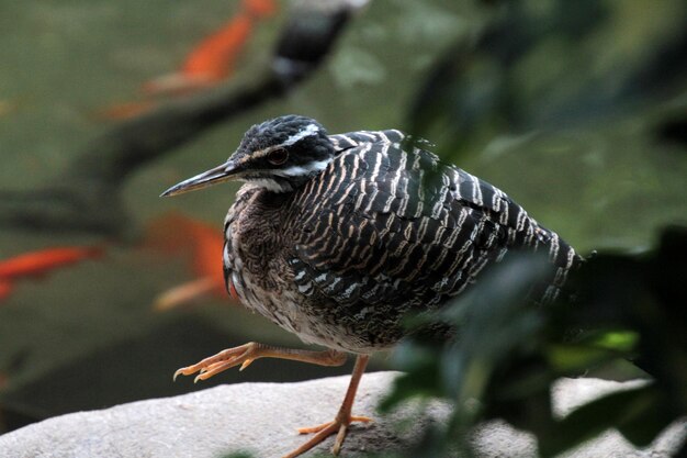 Photo un oiseau perché sur un rocher