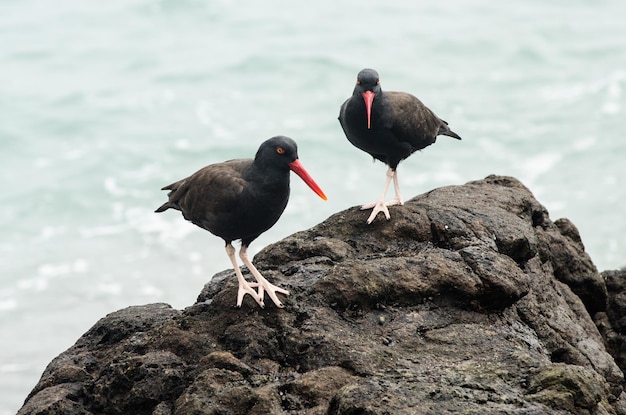 Photo un oiseau perché sur un rocher