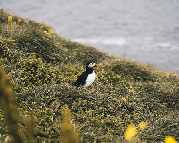 Photo un oiseau perché sur une terre