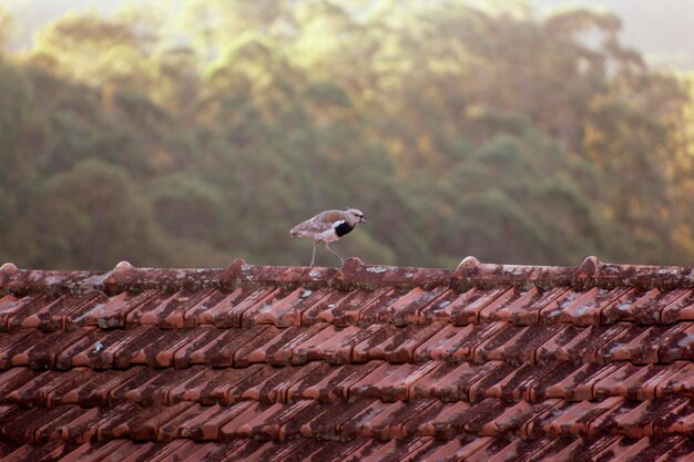 Photo un oiseau perché sur un toit