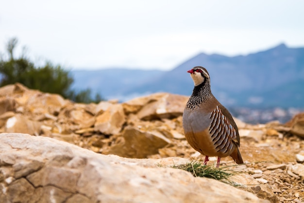 Oiseau perdrix à pattes rouges dans les montagnes