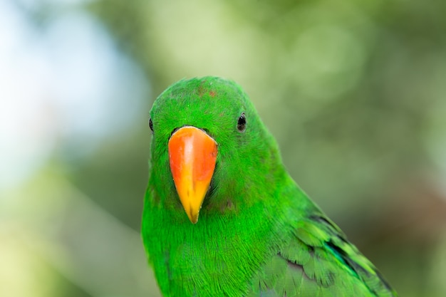 Oiseau perroquet assis sur le perchoir