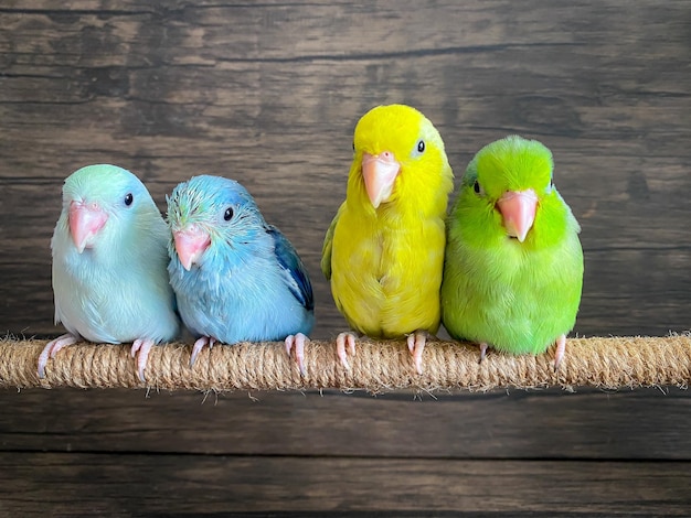 Oiseau perroquet de quatre couleurs différentes Forpus