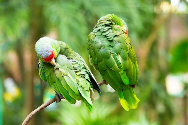 Oiseau perroquet