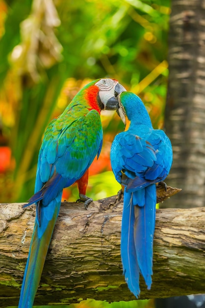 oiseau perroquets ara coloré gros plan