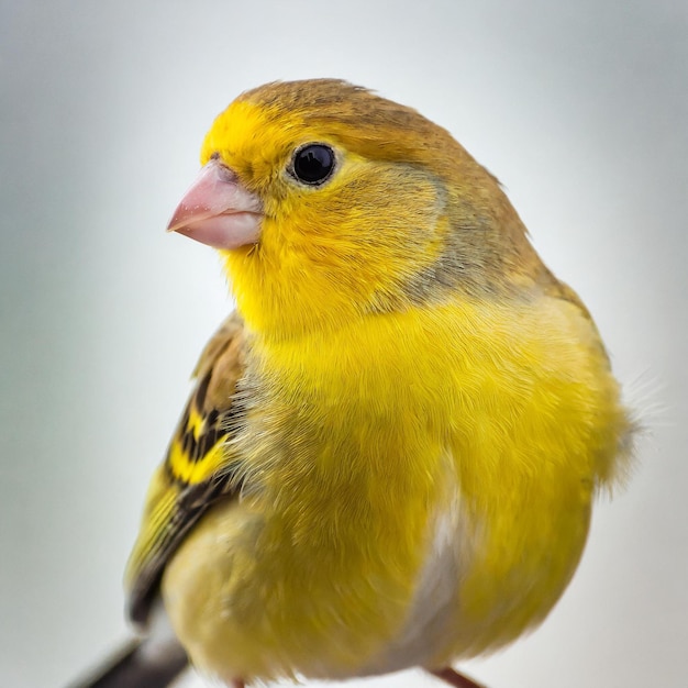 L'oiseau photo