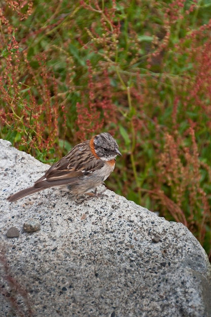 oiseau pic rouge marchant dans la plage