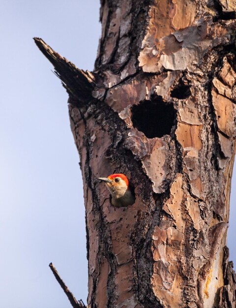 Photo l'oiseau pic à ventre rouge melanerpes carolinus dans un trou de nid à napes en floride