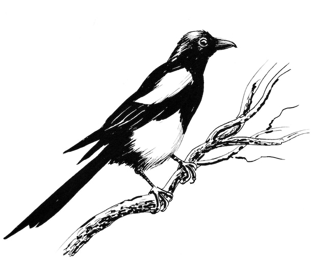 Oiseau pie sur une branche d'arbre. Dessin noir et blanc à l'encre