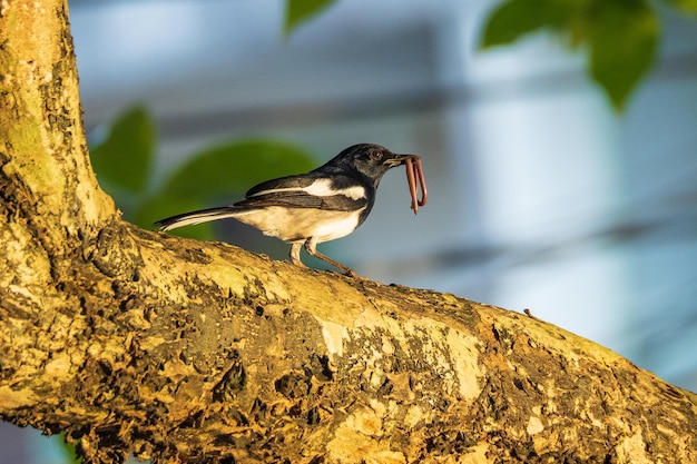 Photo oiseau pie oriental robin portant un ver de terre