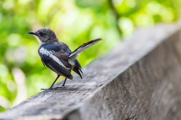 Oiseau (Pie-rouge orientale ou Copsychus saularis)