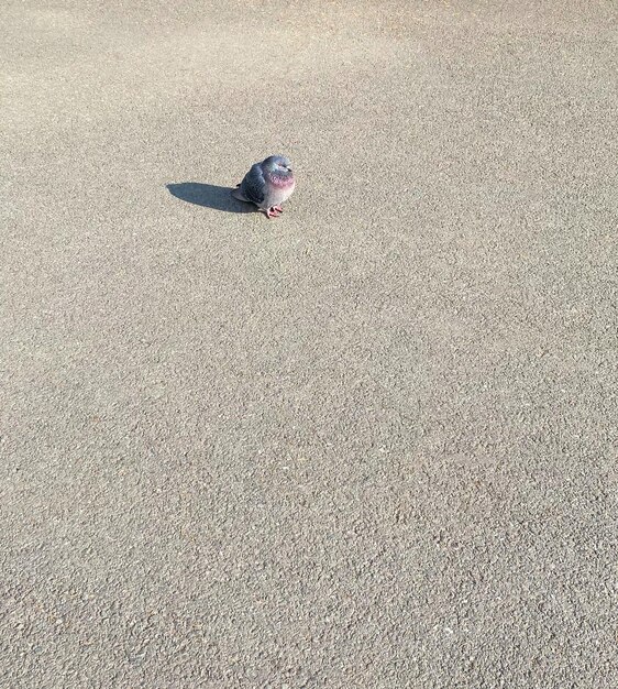 Oiseau pigeon colombe unique dans la rue