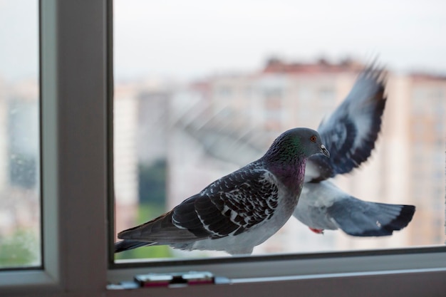 Oiseau Pigeon Debout