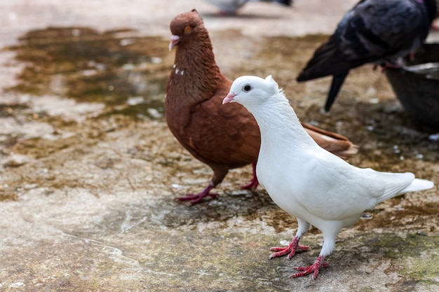 Oiseau pigeon domestique debout sur le toit avec un regard curieux