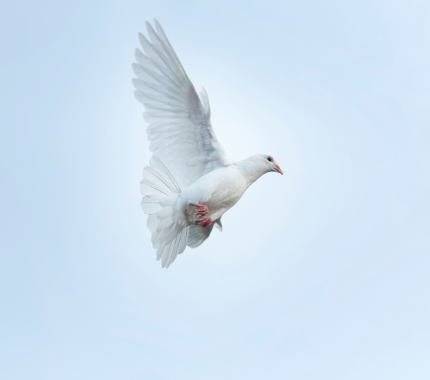 oiseau de pigeon homing plume blanche volant au milieu de l&#39;air