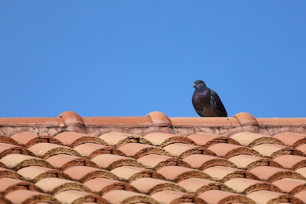 L'oiseau pigeon de la ville sur la maison au toit orange