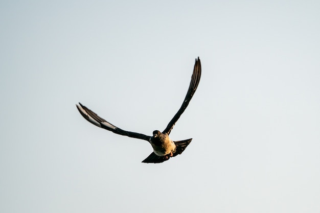 Oiseau pigeon volant silhouette dans le ciel