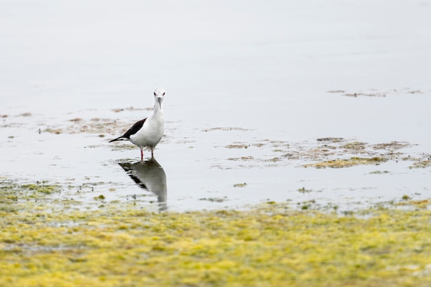 Oiseau sur pilotis à ailes noires sur le rivage