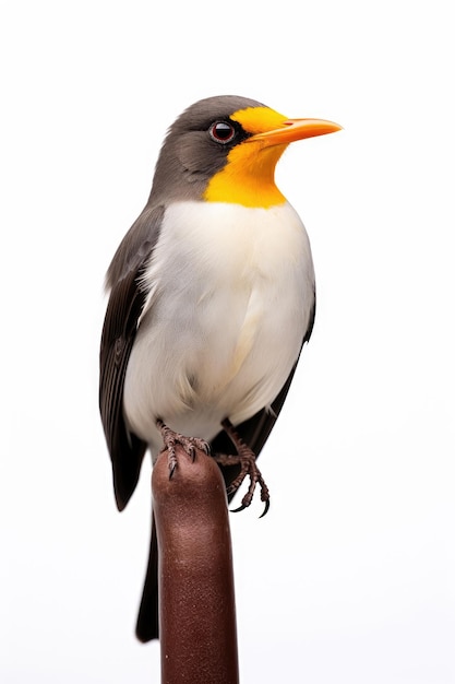 Oiseau pique-bœuf à bec jaune sur fond blanc