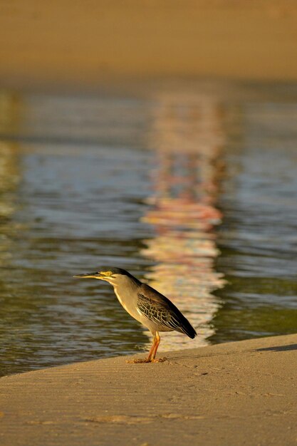 Photo un oiseau sur une plage