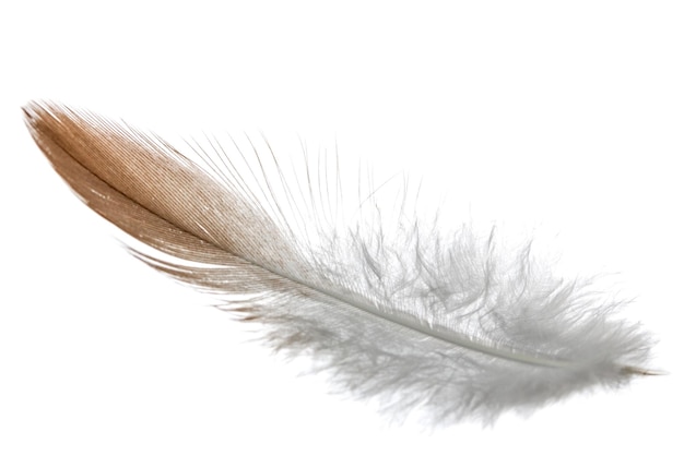 Oiseau plume isolé sur fond blanc