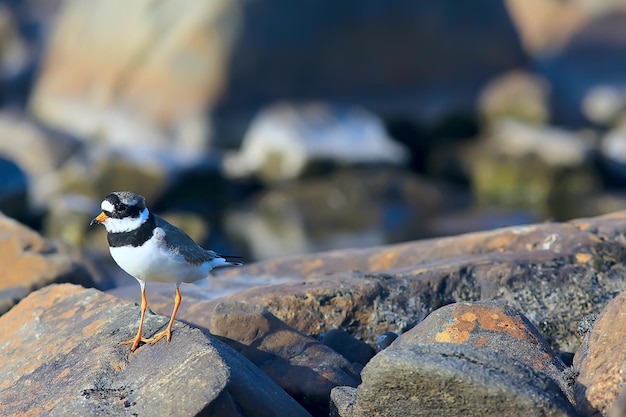 oiseau pluvier dans la nature / oiseau migrateur sauvage, petite cravate pluvier