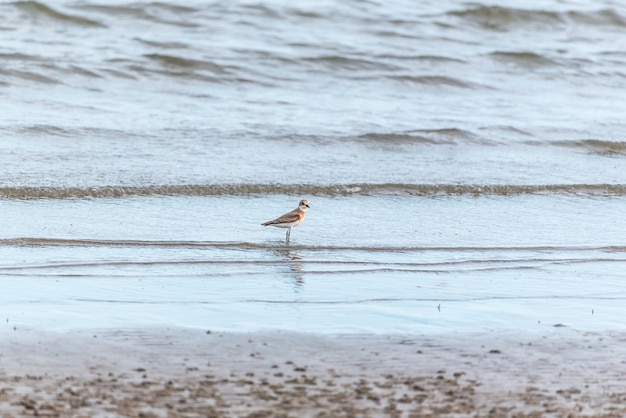 Oiseau (Pluvier Sableux) dans la nature sauvage