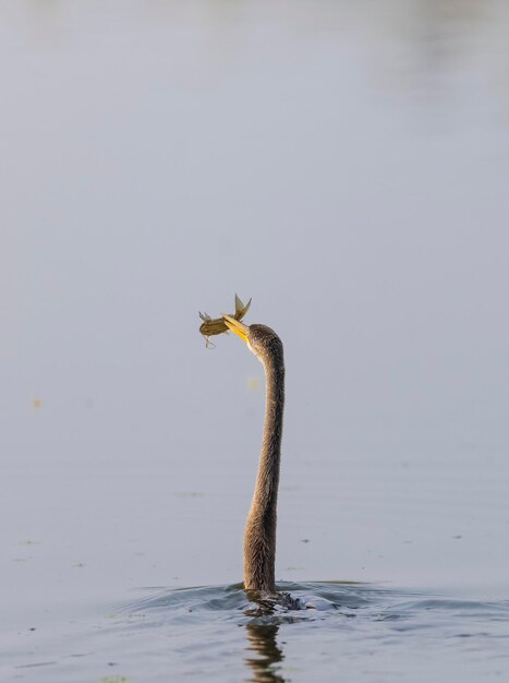 Photo un oiseau avec un poisson dans la bouche regarde l'eau.