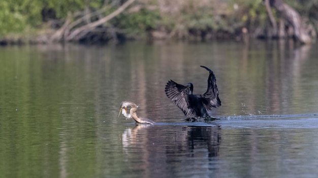 Un oiseau avec un poisson dans son bec attrape un poisson.