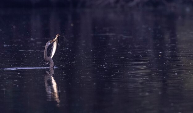 Photo un oiseau avec un poisson dans son bec est dans l'eau